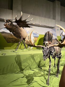 特別展「氷河期展 〜人類が見た4万年前の世界〜」（国立科学博物館）に投稿された画像（2025/10/15）