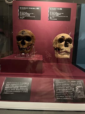 特別展「氷河期展 〜人類が見た4万年前の世界〜」（国立科学博物館）に投稿された画像（2025/10/15）