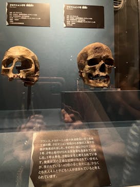 特別展「氷河期展 〜人類が見た4万年前の世界〜」（国立科学博物館）に投稿された画像（2025/10/15）