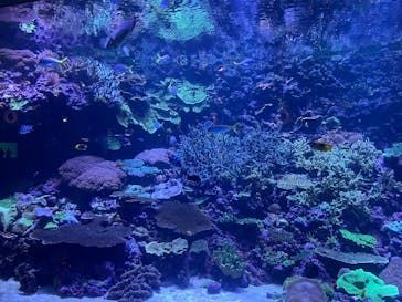 大分マリーンパレス水族館 「うみたまご」に投稿された画像（2025/10/15）