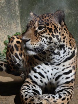 静岡市立日本平動物園に投稿された画像（2025/10/15）