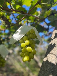 一古園に投稿された画像（2025/10/15）