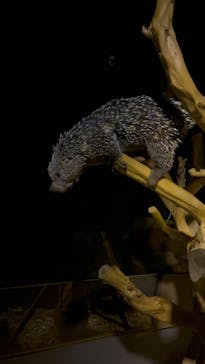 カワスイ 川崎⽔族館に投稿された画像（2025/10/15）