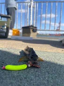 HORTO札幌（ホルトサッポロ）に投稿された画像（2025/10/15）