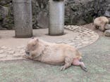 伊豆シャボテン動物公園に投稿された画像（2025/10/16）