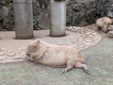 伊豆シャボテン動物公園に投稿された画像（2025/10/15）
