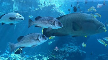 沖縄美ら海水族館に投稿された画像（2025/10/15）