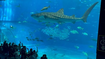 沖縄美ら海水族館に投稿された画像（2025/10/15）