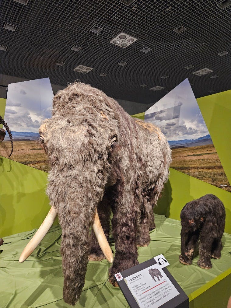 希少　氷河期マンモス標本標本 写真7/11｜「氷河期展」東京・国立科学博物館で、マンモスなど