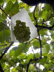 一古園に投稿された画像（2025/10/16）