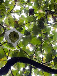 一古園に投稿された画像（2025/10/16）