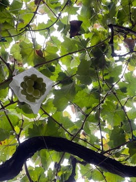 一古園に投稿された画像（2025/10/16）