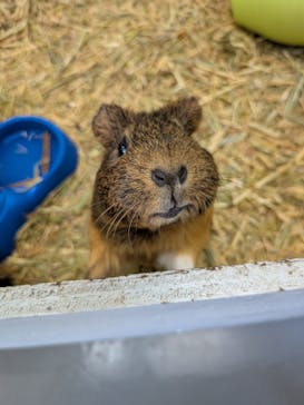 おさるランド＆アニタウン　日光さる軍団劇場に投稿された画像（2025/10/16）