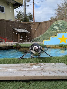 おさるランド＆アニタウン　日光さる軍団劇場に投稿された画像（2025/10/16）