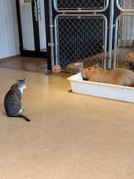 おさるランド＆アニタウン　日光さる軍団劇場に投稿された画像（2025/10/16）