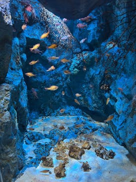 竹島水族館に投稿された画像（2025/10/16）