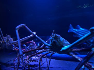 竹島水族館に投稿された画像（2025/10/16）