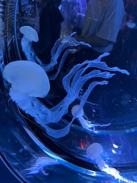 名古屋港水族館に投稿された画像（2025/10/16）