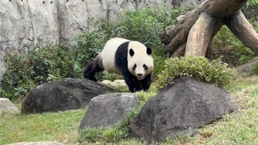 恩賜上野動物園に投稿された画像（2025/10/16）