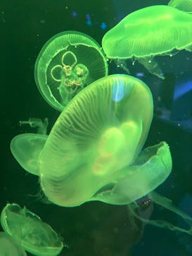 伊豆・三津シーパラダイスに投稿された画像（2025/10/16）