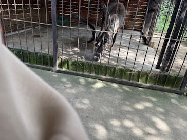 ANIMAL WONDER REZOURT 市原ぞうの国・サユリワールドに投稿された画像（2025/10/16）