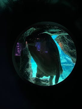 箱根園水族館に投稿された画像（2025/10/16）