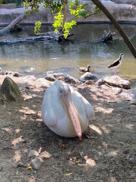 神戸どうぶつ王国×有馬街道温泉すずらんの湯に投稿された画像（2025/10/16）