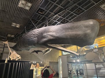 国立科学博物館に投稿された画像（2025/10/16）