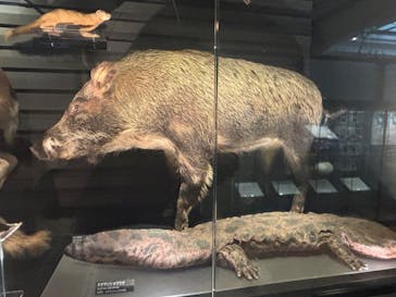 国立科学博物館に投稿された画像（2025/10/16）