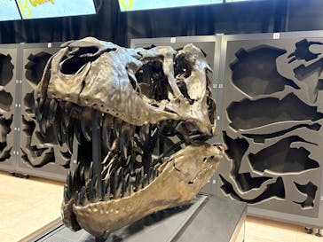 福井県立恐竜博物館に投稿された画像（2025/10/16）