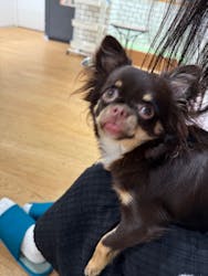 いぬカフェRio 新宿店に投稿された画像（2025/10/16）