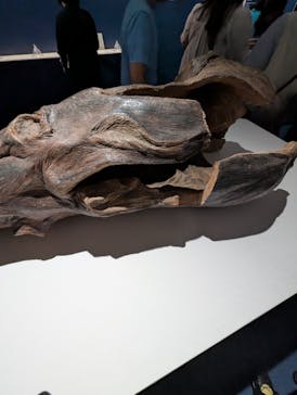 正倉院 THE SHOW ―感じる。いま、ここにある奇跡―　@上野の森美術館に投稿された画像（2025/10/16）