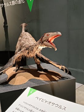 福井県立恐竜博物館に投稿された画像（2025/10/16）