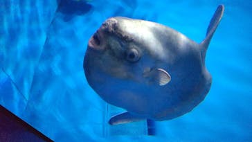 アクアワールド茨城県大洗水族館に投稿された画像（2025/10/16）