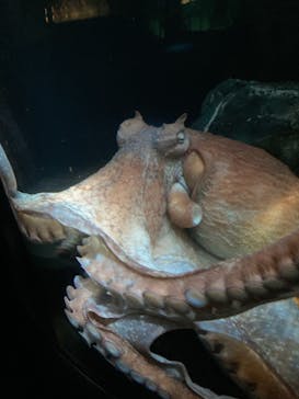 サンシャイン水族館に投稿された画像（2025/10/16）