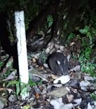 奄美ナイトガイドサービスに投稿された画像（2025/10/17）