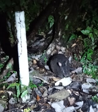 奄美ナイトガイドサービスに投稿された画像（2025/10/16）