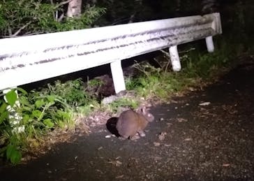 奄美ナイトガイドサービスに投稿された画像（2025/10/16）