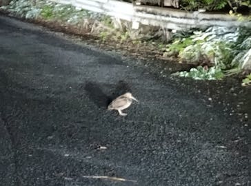 奄美ナイトガイドサービスに投稿された画像（2025/10/16）