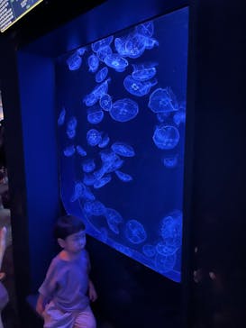 沖縄美ら海水族館に投稿された画像（2025/10/17）