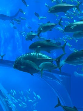 沖縄美ら海水族館に投稿された画像（2025/10/17）
