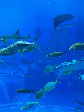 沖縄美ら海水族館に投稿された画像（2025/10/17）