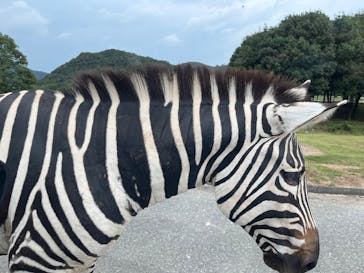 秋吉台自然動物公園 サファリランドに投稿された画像（2025/10/17）
