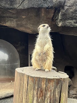 秋吉台自然動物公園 サファリランドに投稿された画像（2025/10/17）