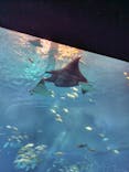 沖縄美ら海水族館に投稿された画像（2025/10/17）