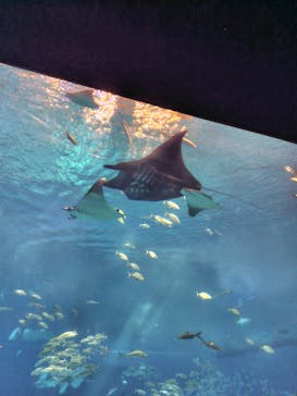 沖縄美ら海水族館に投稿された画像（2025/10/17）
