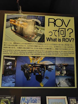 沖縄美ら海水族館に投稿された画像（2025/10/17）