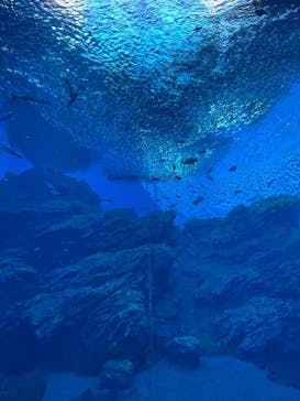 仙台うみの杜水族館に投稿された画像（2025/10/17）