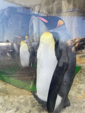 仙台うみの杜水族館に投稿された画像（2025/10/17）