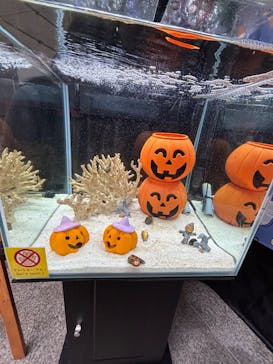 九十九島パールシーリゾートに投稿された画像（2025/10/17）